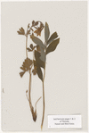 [Nature and Bird Notes.] Flowers and plants pressed in volume, some with pencil notes identifying them on scraps of paper.
