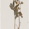 [Nature and Bird Notes.] Flowers and plants pressed in volume, some with pencil notes identifying them on scraps of paper.