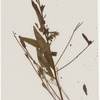[Nature and Bird Notes.] Flowers and plants pressed in volume, some with pencil notes identifying them on scraps of paper.