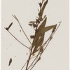[Nature and Bird Notes.] Flowers and plants pressed in volume, some with pencil notes identifying them on scraps of paper.