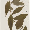 [Nature and Bird Notes.] Flowers and plants pressed in volume, some with pencil notes identifying them on scraps of paper.