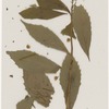 [Nature and Bird Notes.] Flowers and plants pressed in volume, some with pencil notes identifying them on scraps of paper.
