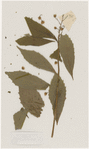 [Nature and Bird Notes.] Flowers and plants pressed in volume, some with pencil notes identifying them on scraps of paper.