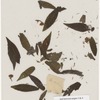 [Nature and Bird Notes.] Flowers and plants pressed in volume, some with pencil notes identifying them on scraps of paper.