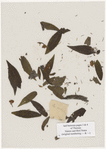 [Nature and Bird Notes.] Flowers and plants pressed in volume, some with pencil notes identifying them on scraps of paper.