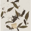 [Nature and Bird Notes.] Flowers and plants pressed in volume, some with pencil notes identifying them on scraps of paper.