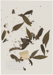 [Nature and Bird Notes.] Flowers and plants pressed in volume, some with pencil notes identifying them on scraps of paper.