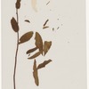 [Nature and Bird Notes.] Flowers and plants pressed in volume, some with pencil notes identifying them on scraps of paper.