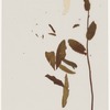 [Nature and Bird Notes.] Flowers and plants pressed in volume, some with pencil notes identifying them on scraps of paper.