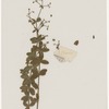 [Nature and Bird Notes.] Flowers and plants pressed in volume, some with pencil notes identifying them on scraps of paper.