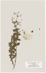 [Nature and Bird Notes.] Flowers and plants pressed in volume, some with pencil notes identifying them on scraps of paper.