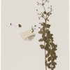 [Nature and Bird Notes.] Flowers and plants pressed in volume, some with pencil notes identifying them on scraps of paper.