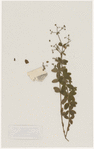 [Nature and Bird Notes.] Flowers and plants pressed in volume, some with pencil notes identifying them on scraps of paper.