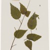 [Nature and Bird Notes.] Flowers and plants pressed in volume, some with pencil notes identifying them on scraps of paper.