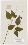 [Nature and Bird Notes.] Flowers and plants pressed in volume, some with pencil notes identifying them on scraps of paper.