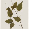 [Nature and Bird Notes.] Flowers and plants pressed in volume, some with pencil notes identifying them on scraps of paper.