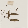 [Nature and Bird Notes.] Flowers and plants pressed in volume, some with pencil notes identifying them on scraps of paper.