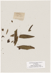 [Nature and Bird Notes.] Flowers and plants pressed in volume, some with pencil notes identifying them on scraps of paper.