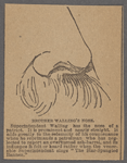 Brother Walling's nose. 