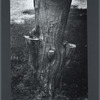 Tree stump