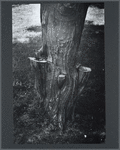 Tree stump