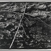 Branches on the ground