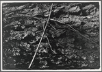Branches on the ground