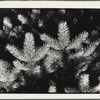 Pine needles