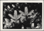 Pine needles