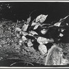 Tree trunk and leaves