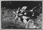 Tree trunk and leaves