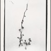 Plants in snow