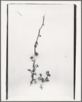 Plants in snow