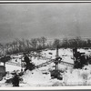 Cranes in snow