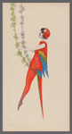 Rosella Girls