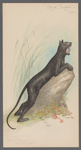 Black Panther-Man