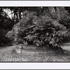 Prospect Park, Brooklyn: September 3, 2000