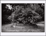 Prospect Park, Brooklyn: September 3, 2000
