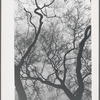 Tree, London