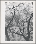 Tree, London
