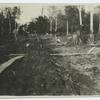 Prisoners's labor in a forest