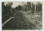 Prisoners's labor in a forest
