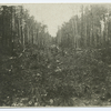 Prisoners's labor in a forest