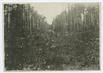 Prisoners's labor in a forest