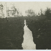 A path in a forest
