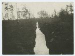 A path in a forest