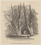 view in the pleasure-grounds of Strathfieldsay. 