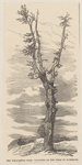 The Wellington tree.--Sketched on the field of Waterloo