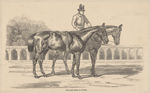 The Duke's horse at Walmer