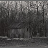 Wooden shed and trees